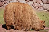 PERU - Alpaca - 2